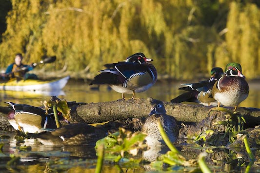 Wood Duck Montage w/kayaker