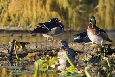 Wood Duck
