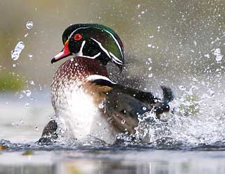 Wood Duck