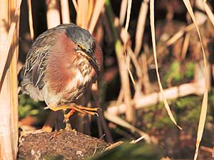 Green Heron