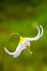 Avalanche Lily