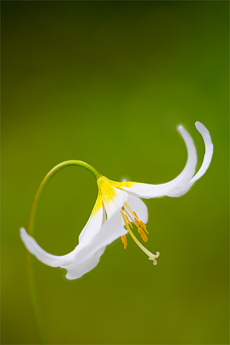Avalanche Lily
