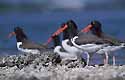 American Oystercatcher
