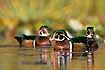 Wood ducks