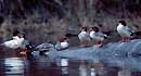 common merganser