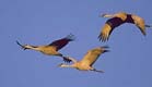 Sandhill Cranes