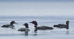Gathering of Loons