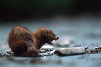 Mink
