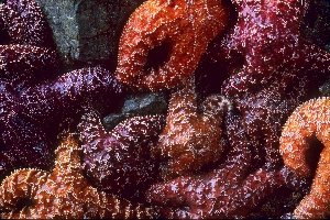 Pattern of sea stars