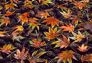 Maple and pine cones