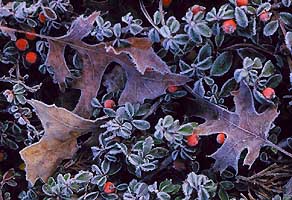 Ground cover in frost