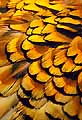 Pheasant feathers I