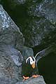 Tufted puffin