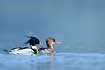 red-brested merganser