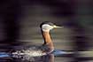 red-necked grebe