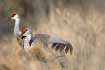 sandhill cranes