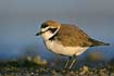 Snowy Plover