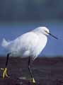 Snowy Egret